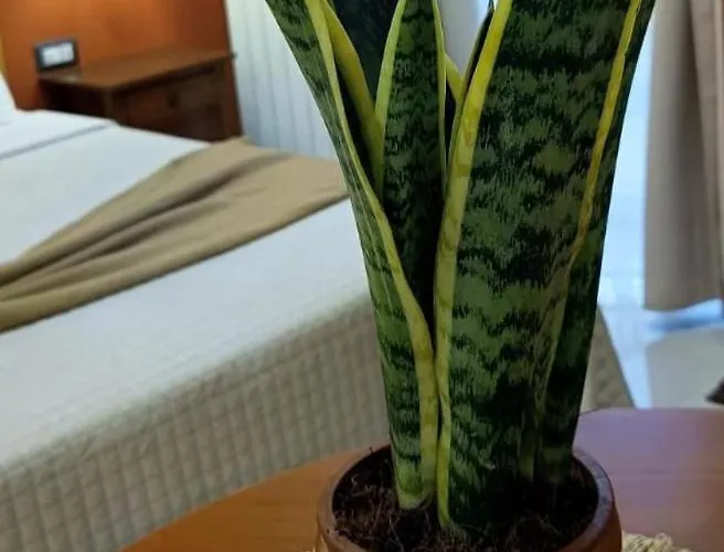 Casa de hóspedes Misciu 3*